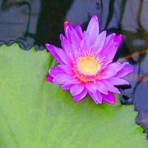 Water Lily Photograph - Water Lily by Richard Nodine Water Lily Photograph - Water Lily by Richard Nodine