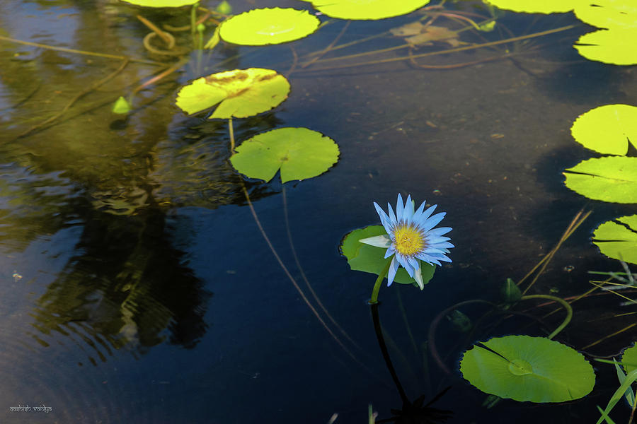 Water Lily Photograph by Aashish Vaidya