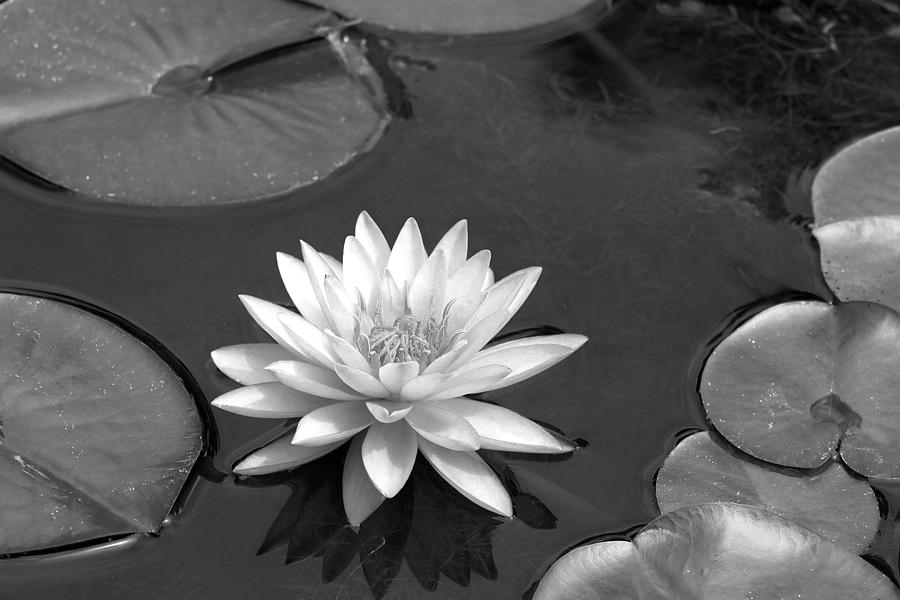 Water Lily - Afternoon Delight - BW Photograph by Pamela Critchlow