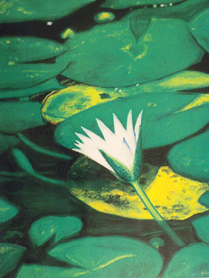 Water Lily Painting by Alexandra Bilbija