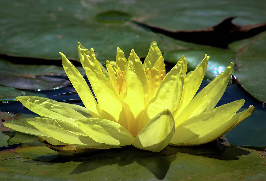 Water Lily Photograph by Alison Frank
