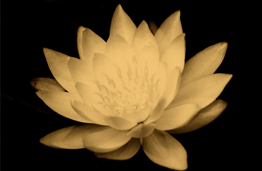 Water Lily Photograph by Amarildo Correa
