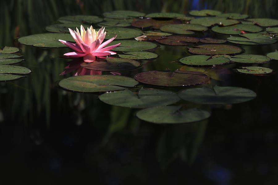 Water Lily Among The Lily Pads Photograph by Carol Montoya