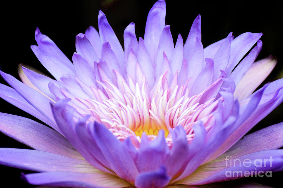 Water Lily Photograph by Amy Cicconi