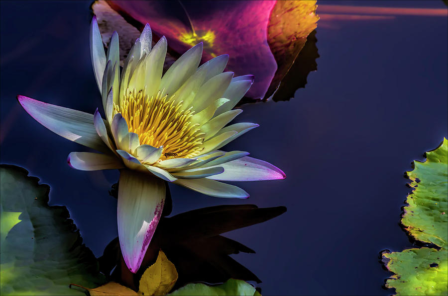 Water Lily and Bee Photograph by Robert Ullmann