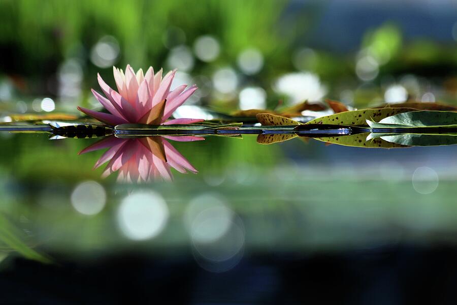 Water Lily And Bokeh Photograph by Carol Montoya