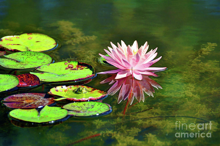  Water Lily and Frog Photograph by Savannah Gibbs
