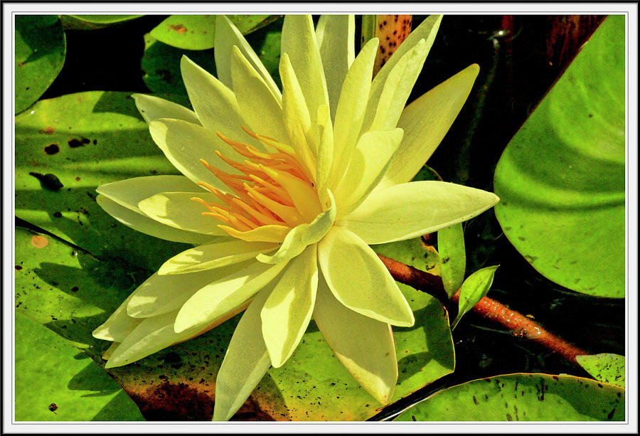 Summer Photograph - Water lily and pads by Geraldine Scull