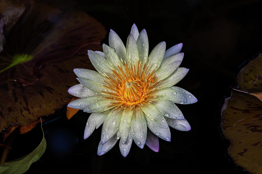 Water Lily and Raindrops Photograph by Robert Ullmann