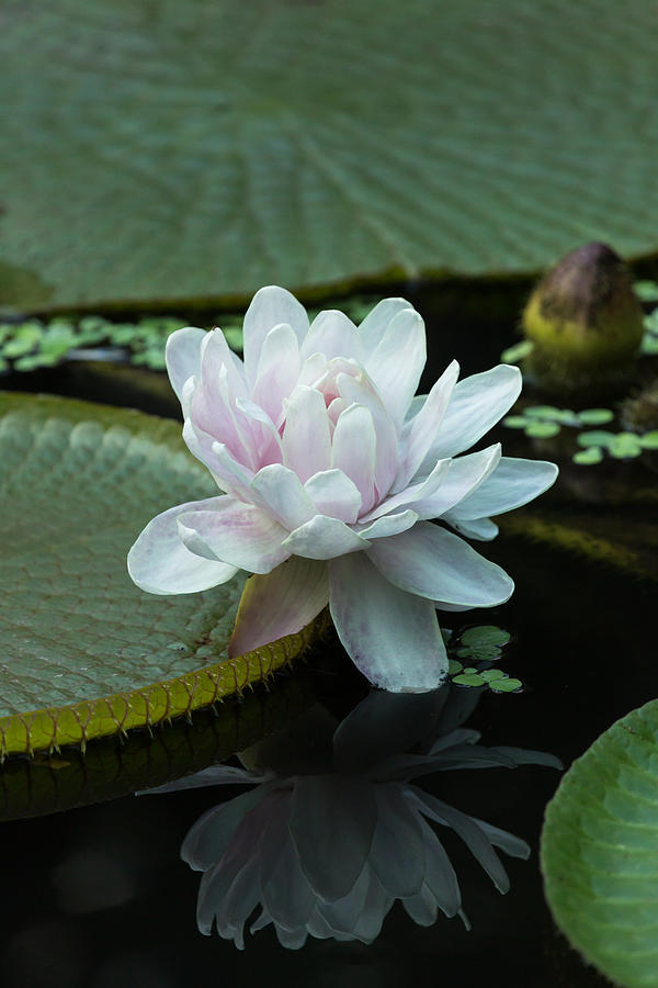 Water Lily and Reflection Photograph by John Daly