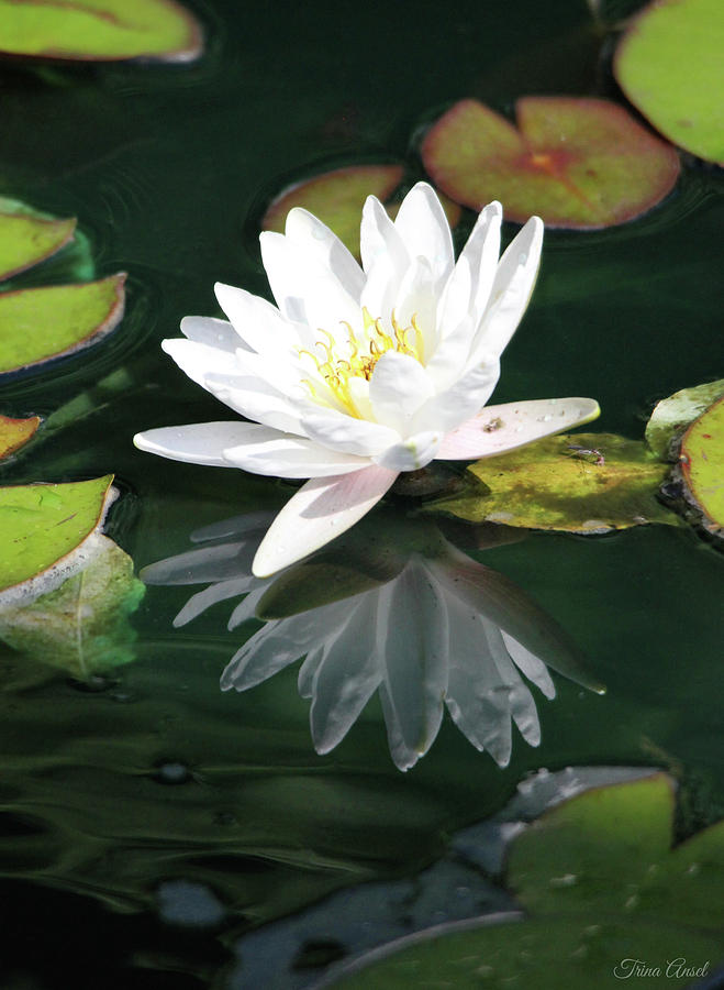 Water Lily and Reflection Photograph by Trina Ansel