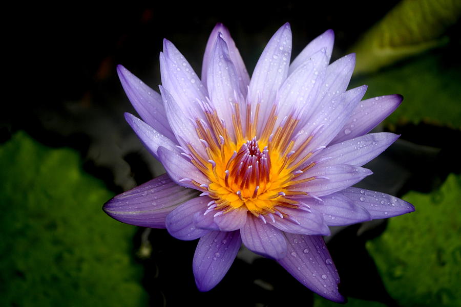 Water lily Photograph by Antonieta Casanova - Fine Art America