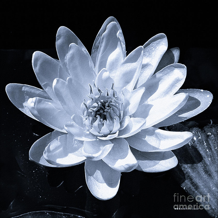 Lily Aquatic Water Flower Bw Photograph