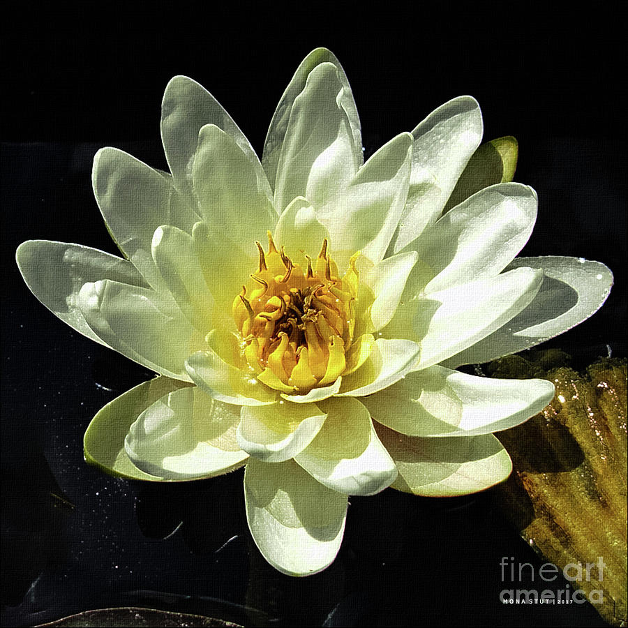Lily Aquatic Water Flower Photograph by Mona Stut