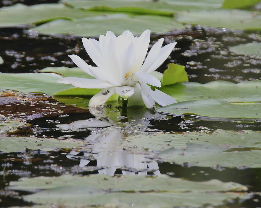 Water Lily Photograph by Arvin Miner