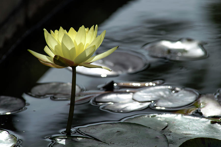 Water lily and silver leaves Photograph by Dubi Roman
