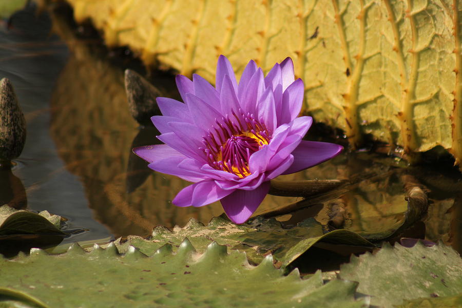 Water Lily Autumn Beauty Photograph by Valia Bradshaw - Fine Art America