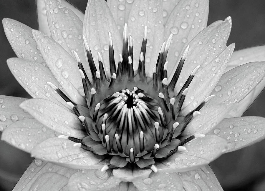 Water Lily b/w Photograph by Ronda Ryan