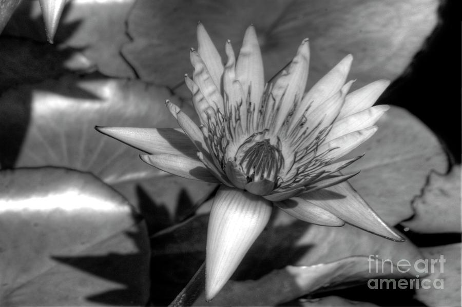 Water Lily B-W Photograph by Steven Parker