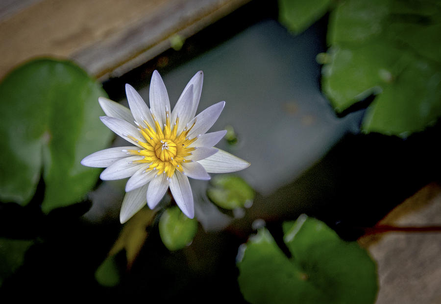 Bali Photograph - Water Lily Bali by Jamie Cain