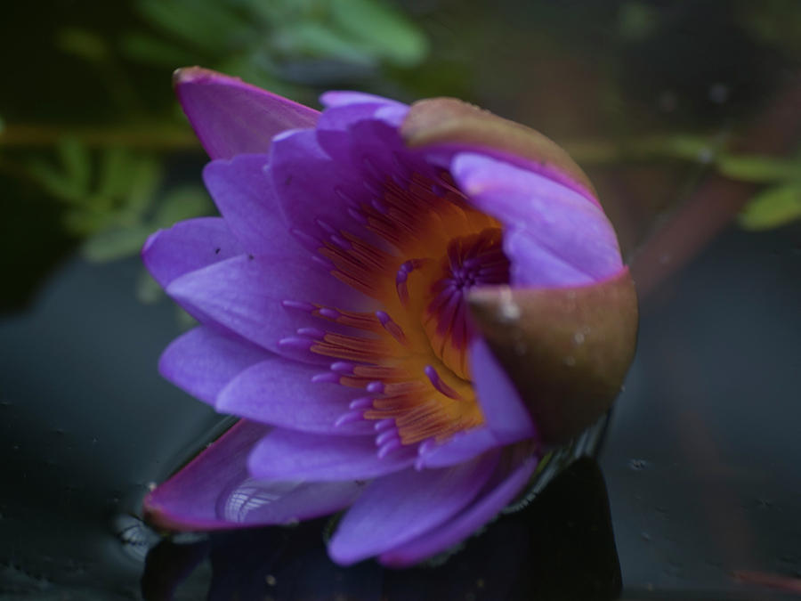 Water Lily Beauty Photograph by Stewart Helberg