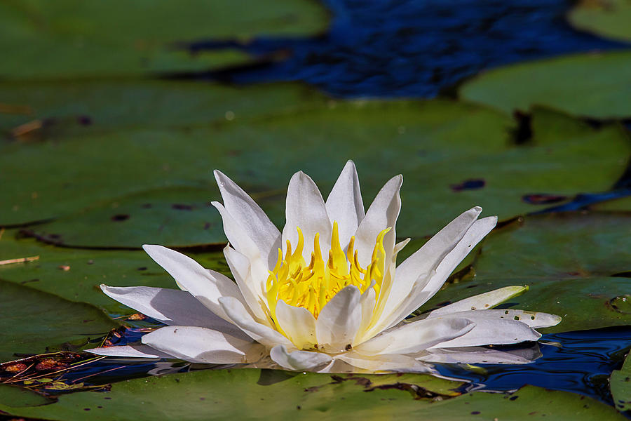 Water Lily Photograph by Benjamin Dahl