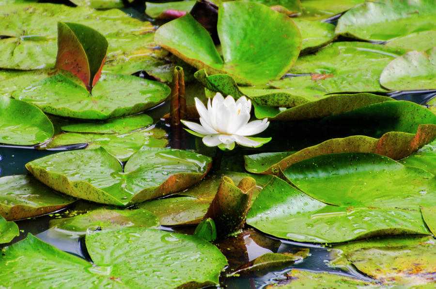 Water Lily Photograph by Bill Cannon - Pixels