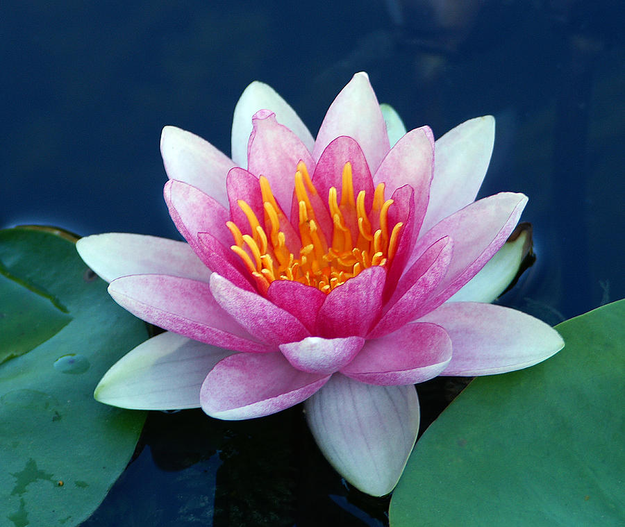 Water Lily Photograph By Bill Morgenstern - Fine Art America