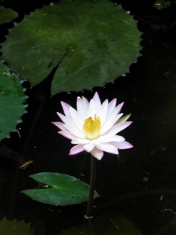 Water Lily Photograph by Bindu Viswanathan