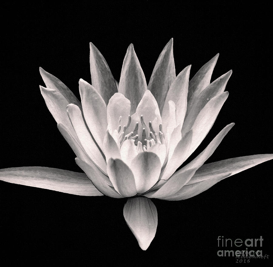 Water Lily Painting - Water Lily Black and White by David Millenheft