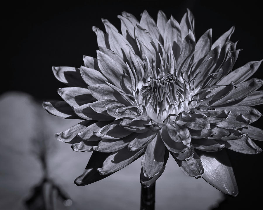 Water Lily Black and White Photograph by Judy Vincent