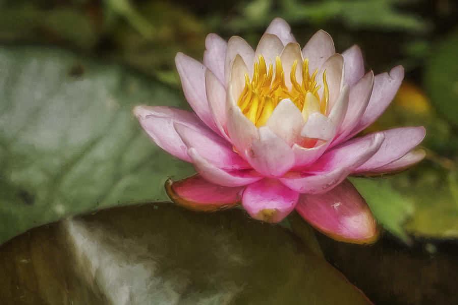 Water Lily Blossom Photograph by Belinda Greb