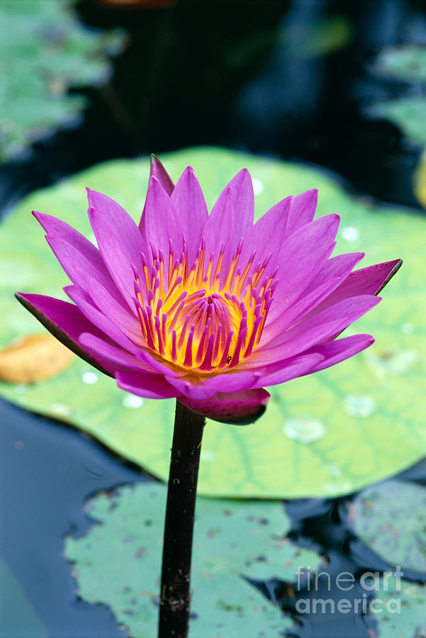 Lily Photograph - Water Lily Blossom by Bill Brennan - Printscapes