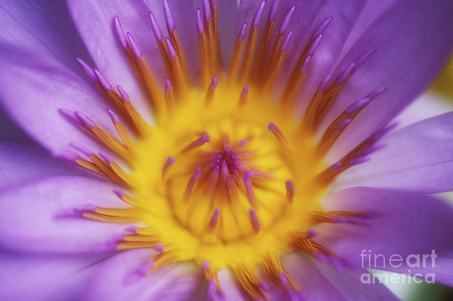 Water Lily Blossom Photograph by Ron Dahlquist - Printscapes