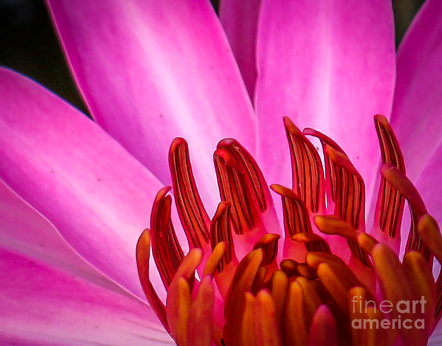 Water Lily Blossom Photograph by Tom Claud