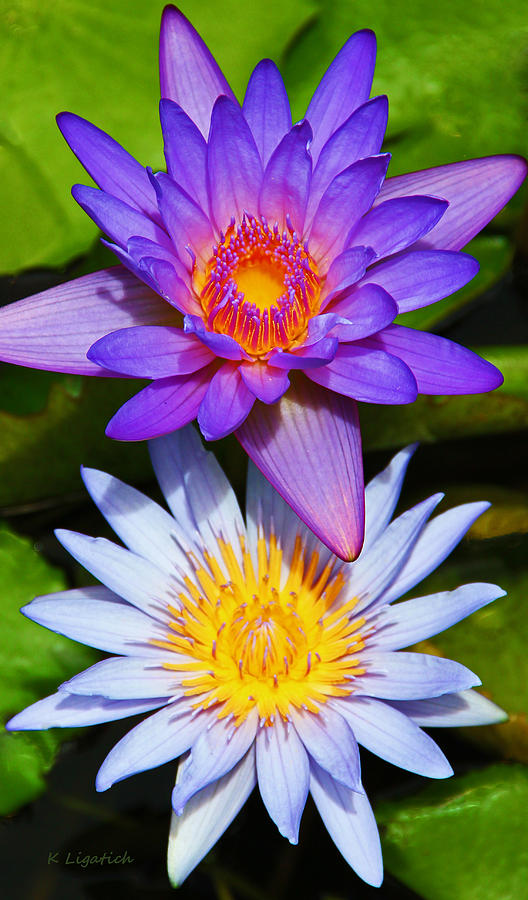 Water Lily Blossoms Photograph by Kerri Ligatich