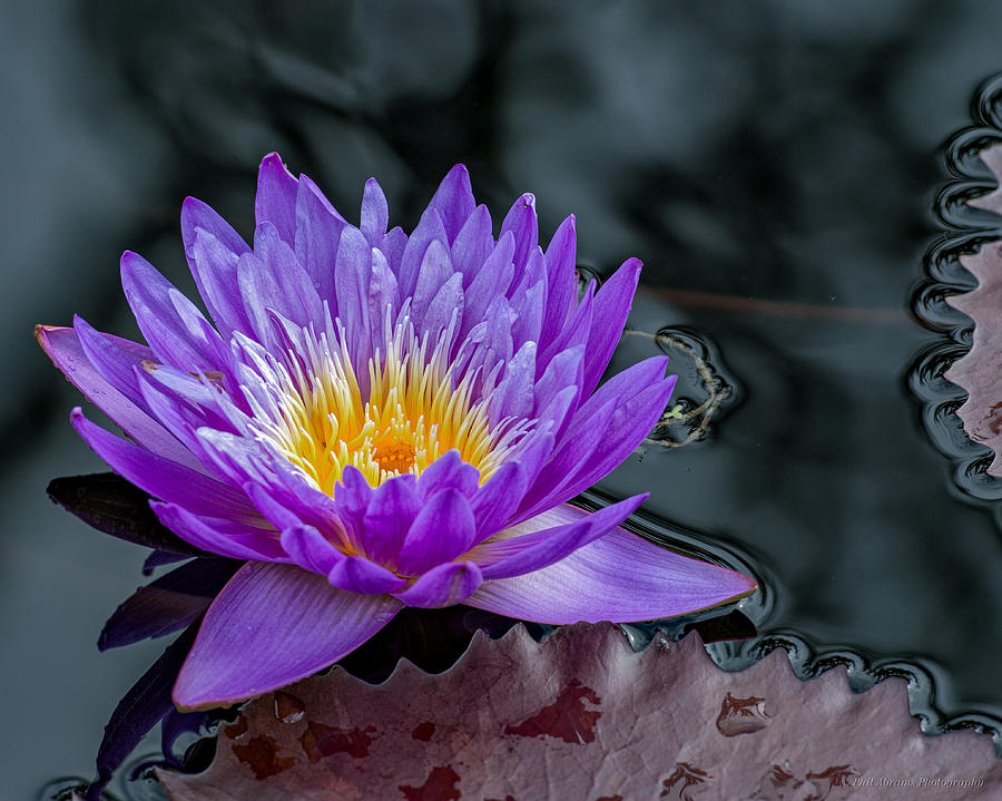 Water Lily Blue Photograph by Phil Abrams