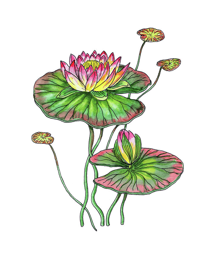 Water Lily Botanical Watercolor Painting