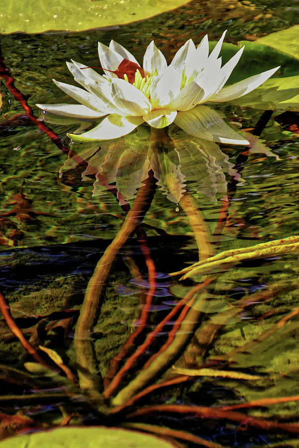 Water Lily in Bethesda Fountain, Central Park, NY Photograph by Doolittle Photography and Art