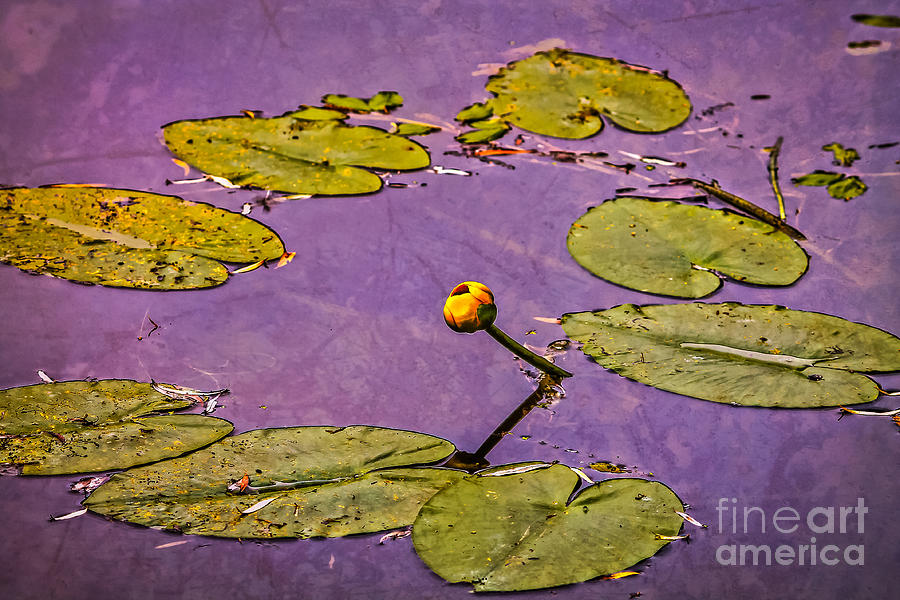 Water lily bud Photograph by Claudia M Photography