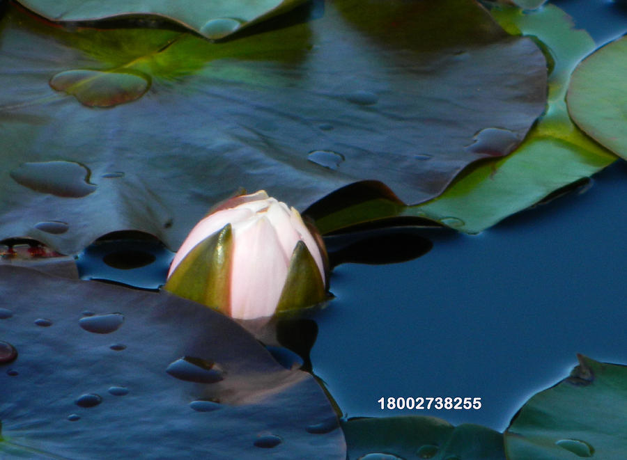 Water Lily Bud Lifeline Photograph by Gallery Of Hope 