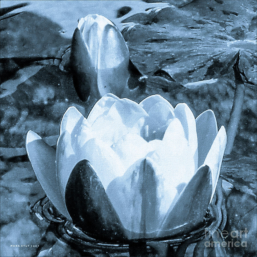 Water Lily Bud Pad Pond Bw Digital Art