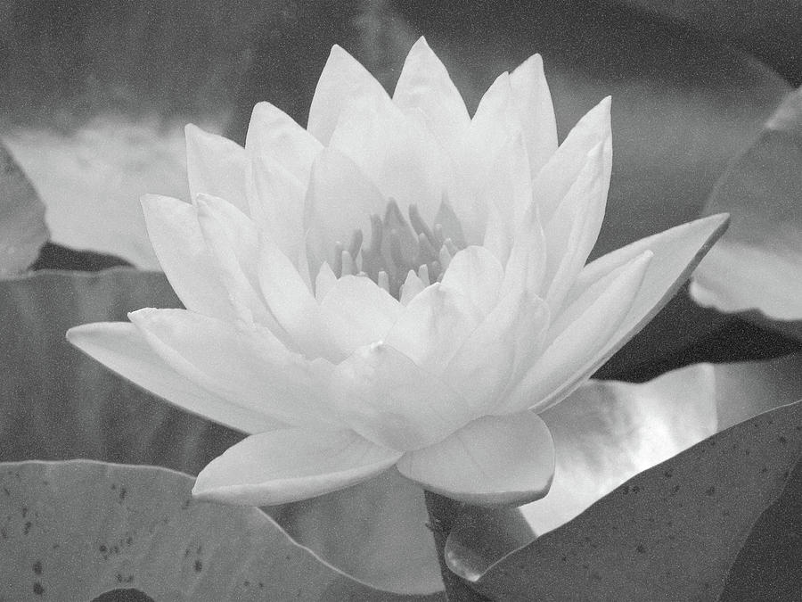 Water Lily - Burnin Love 15 - BW - Water Paper Photograph by Pamela Critchlow