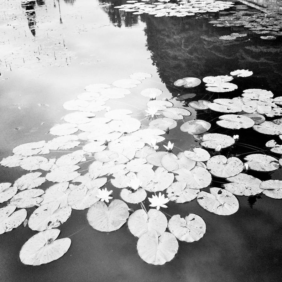 Water lily BW Photograph by Joshua Akinwande - Fine Art America