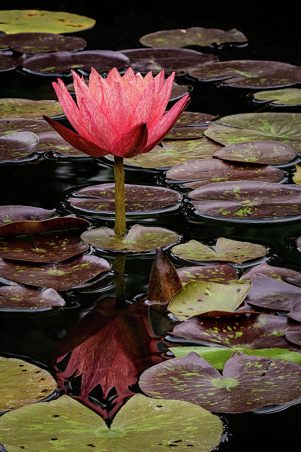 Water Lily Photograph by C  Renee Martin