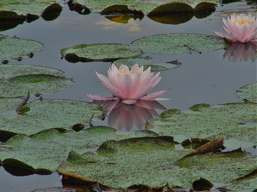 Water Lily Photograph by Carl Moore
