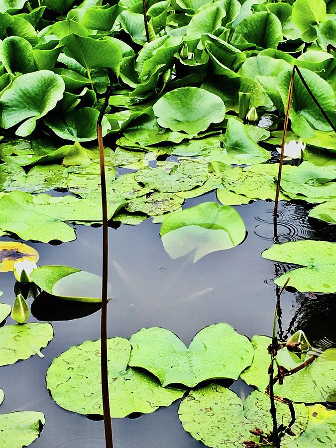 Water lily Photograph by Caroline Poulain - Fine Art America