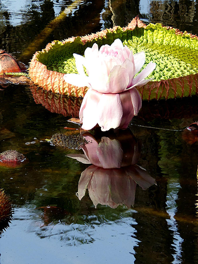 Water Lily  Photograph by Christopher Mercer