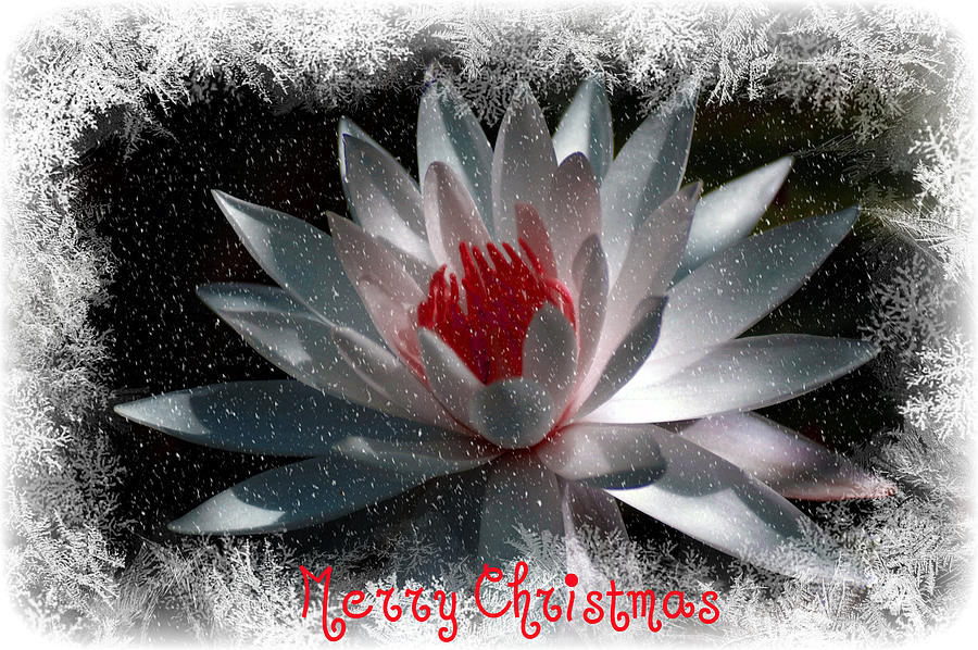 Lily Digital Art - Water Lily Christmas by Donna Bentley