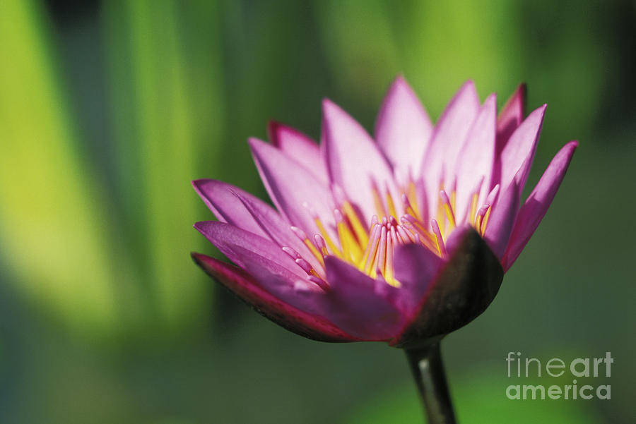 Water Lily Photograph by Dana Edmunds - Printscapes